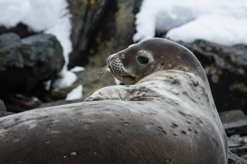 Weddell Seal