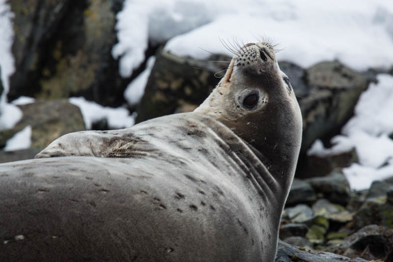 Weddell Seal