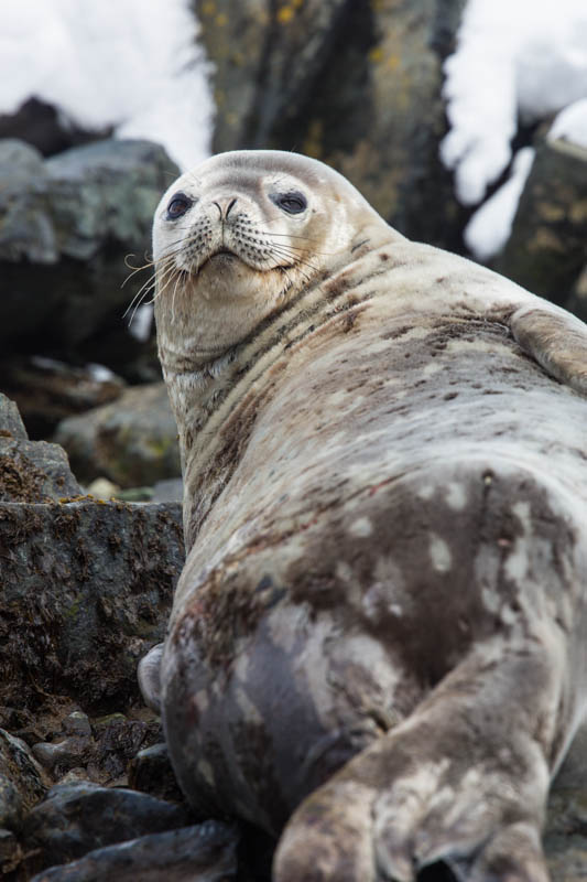 Weddell Seal