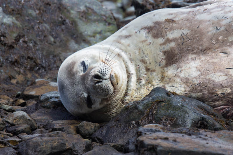 Weddell Seal