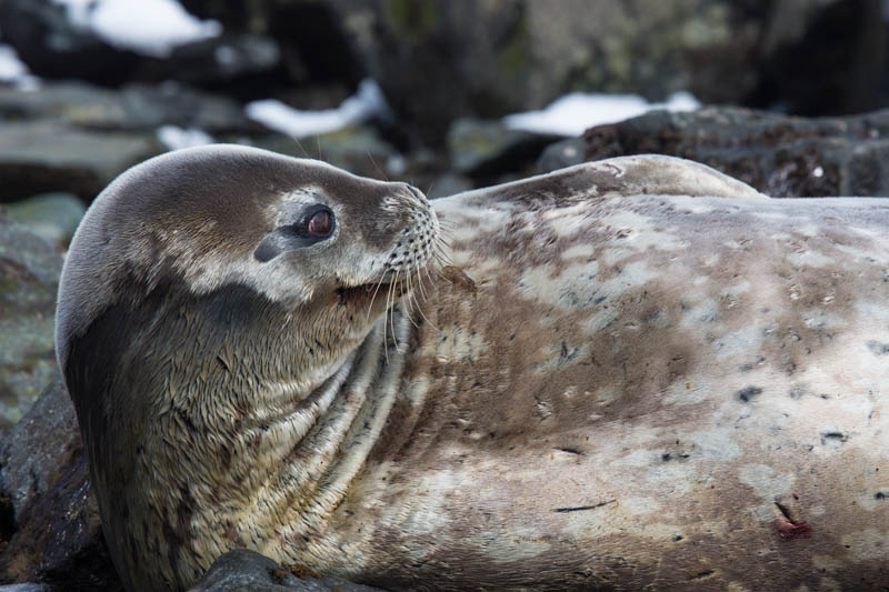 Weddell Seal