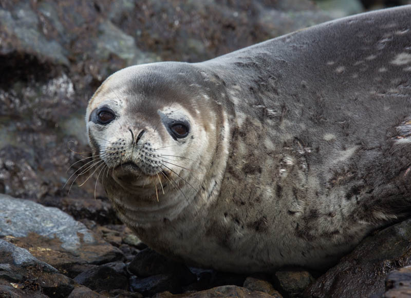 Weddell Seal