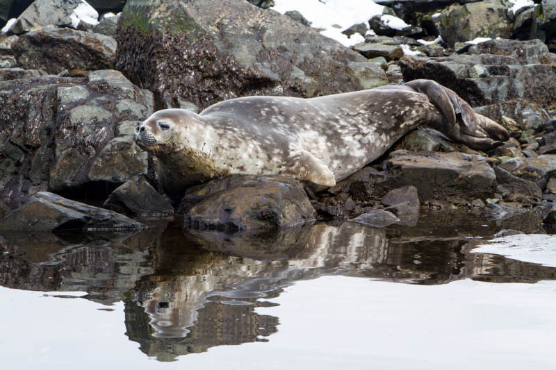 Weddell Seal