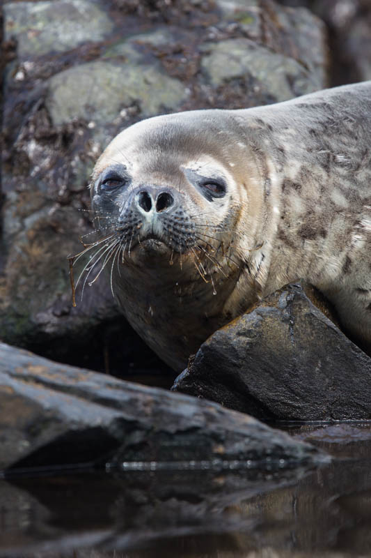 Weddell Seal