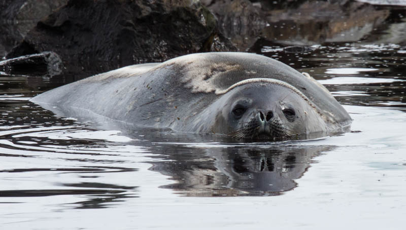 Weddell Seal