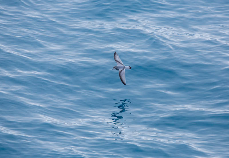 Antarctic Prion In Flight