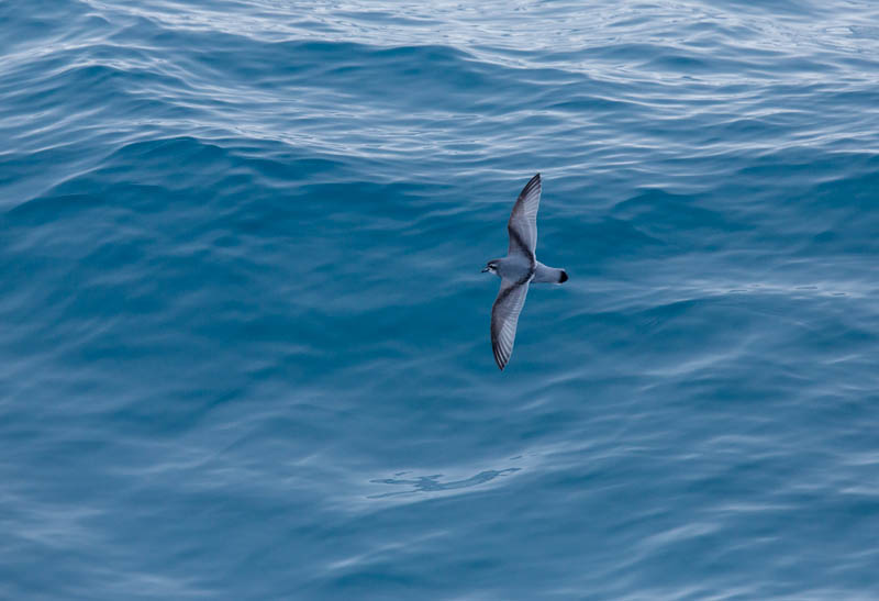 Antarctic Prion In Flight