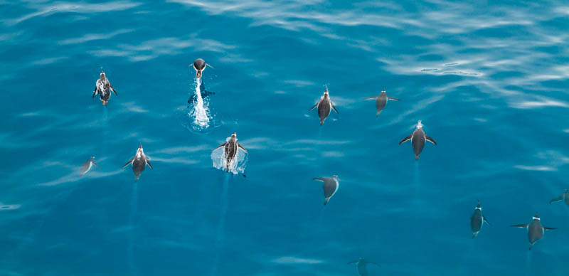 Gentoo Penguins