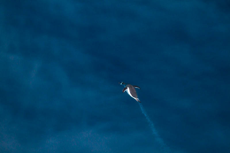 Gentoo Penguin Underwater