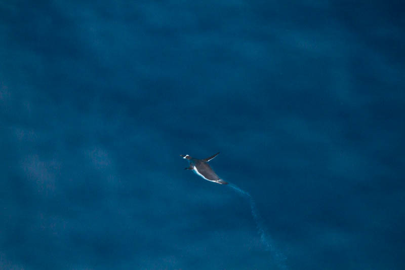 Gentoo Penguin Underwater