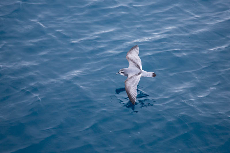 Antarctic Prion In Flight