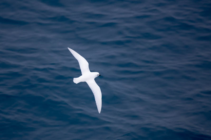 Snow Petrel In Flight