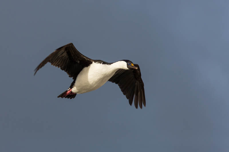 South Georgia Shag In Flight