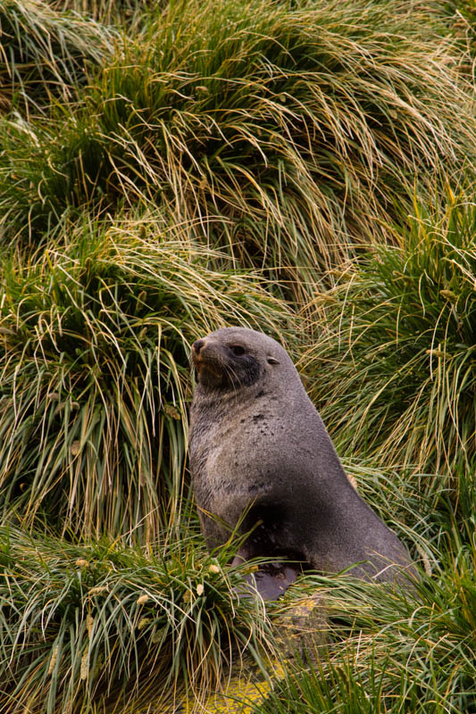 Antarctic Fur Seal