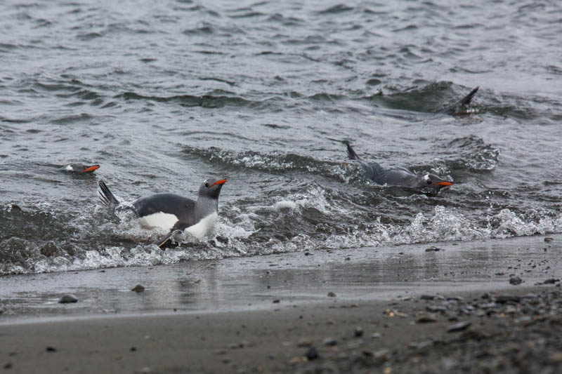 Gentoo Penguins In Surf