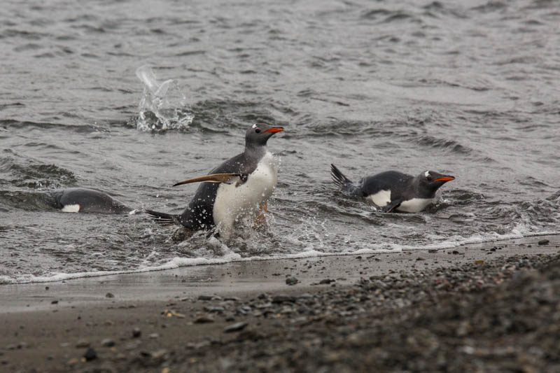 Gentoo Penguins In Surf