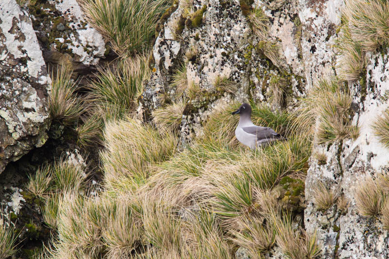 Light-Mantled Sooty Albatross On Nest