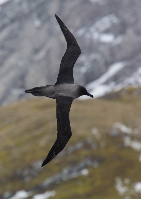 Light-Mantled Sooty Albatross In Flight