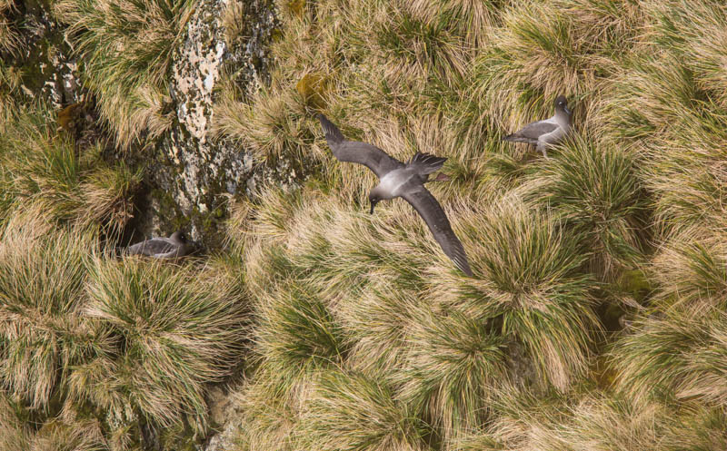 Light-Mantled Sooty Albatross Taking Flight