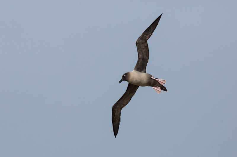 Light-Mantled Sooty Albatross In Flight