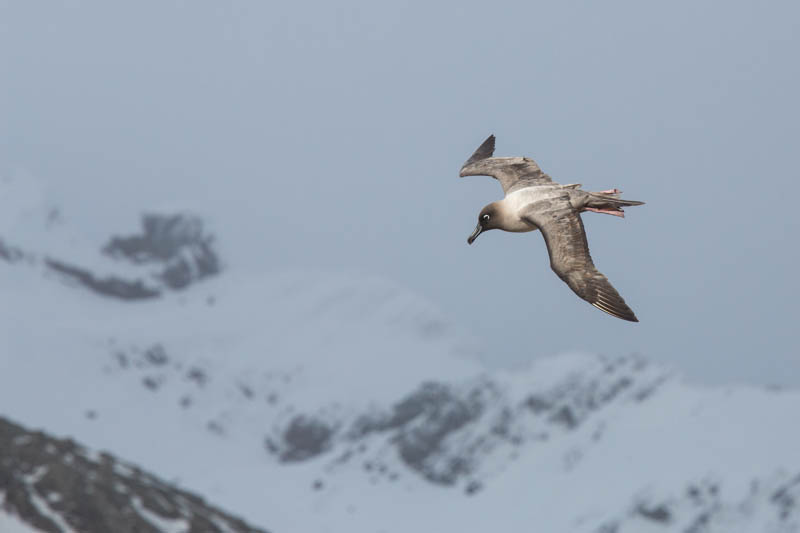 Light-Mantled Sooty Albatross In Flight