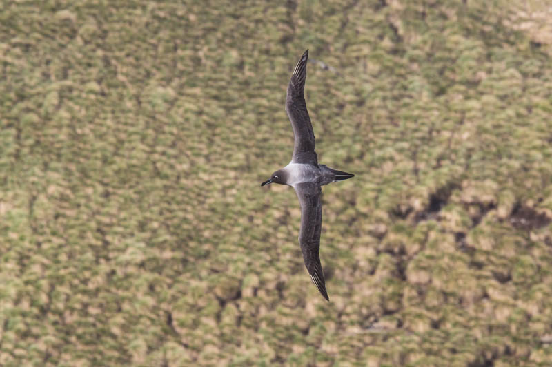 Light-Mantled Sooty Albatross In Flight