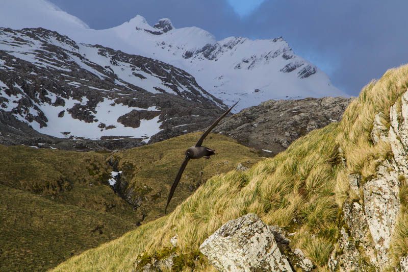 Light-Mantled Sooty Albatross In Flight