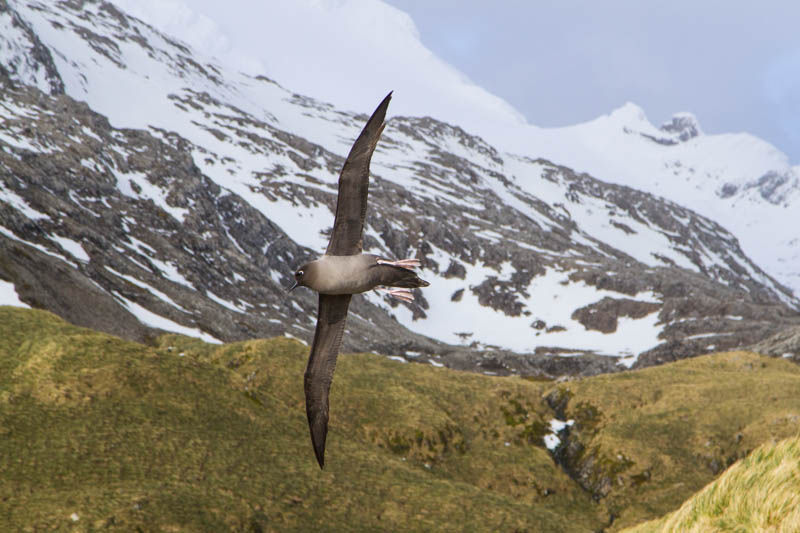 Light-Mantled Sooty Albatross In Flight