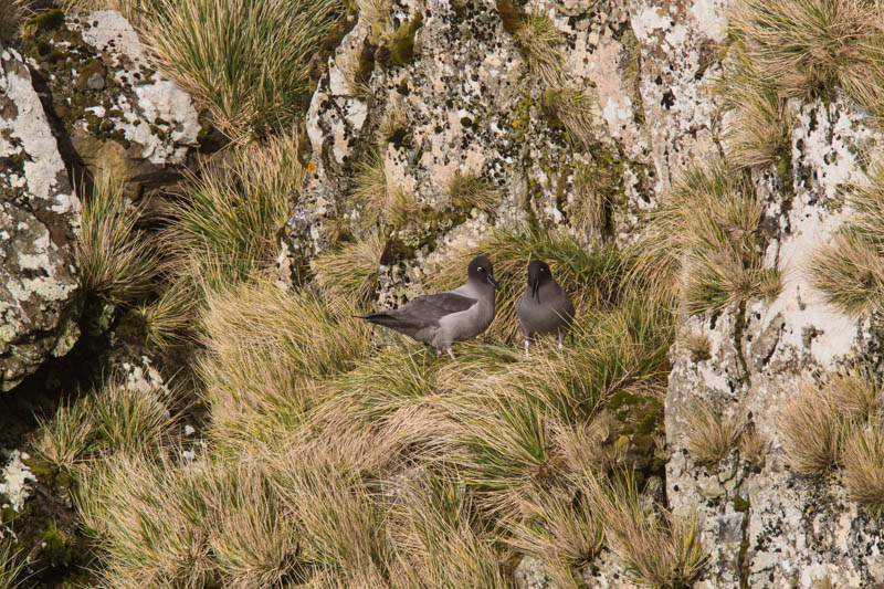 Light-Mantled Sooty Albatross On Nest