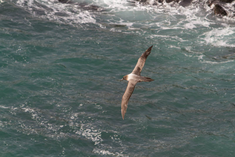 Light-Mantled Sooty Albatross In Flight