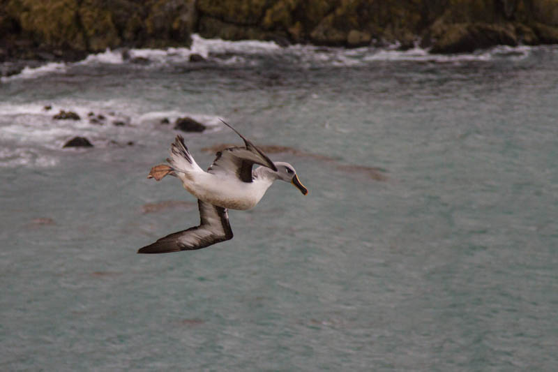 Gray-Headed Albatross In Flight