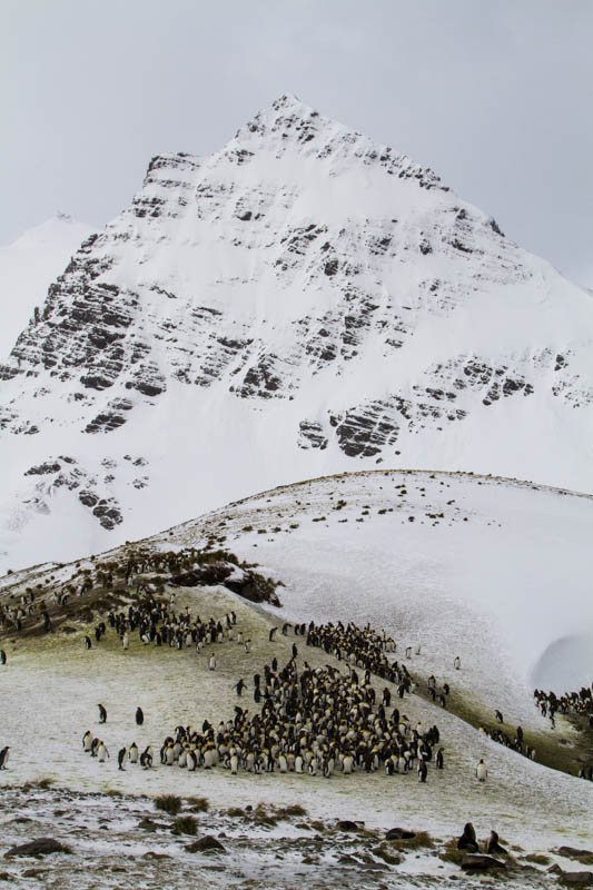 King Penguins And Peak