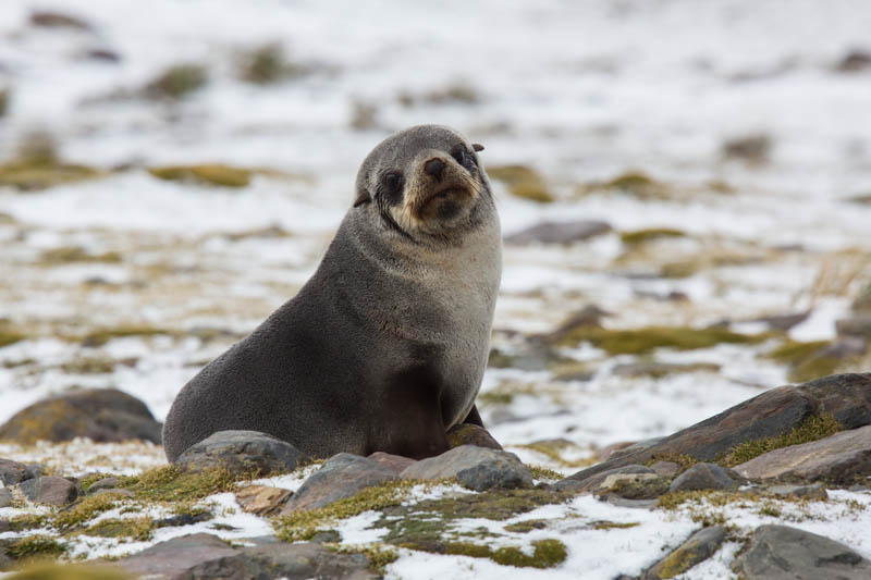 Antarctic Fur Seal