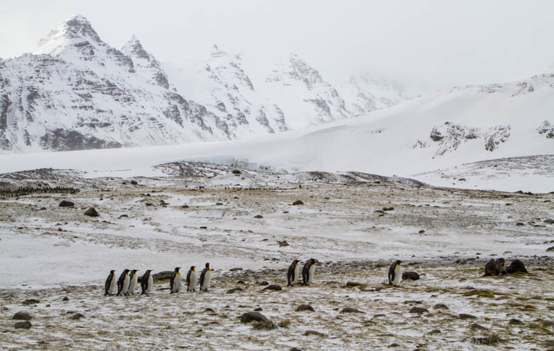 King Penguins And Peak