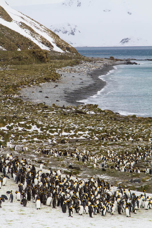 King Penguins On Beach