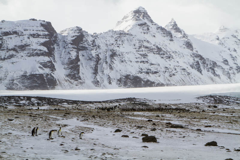 King Penguins And Peaks