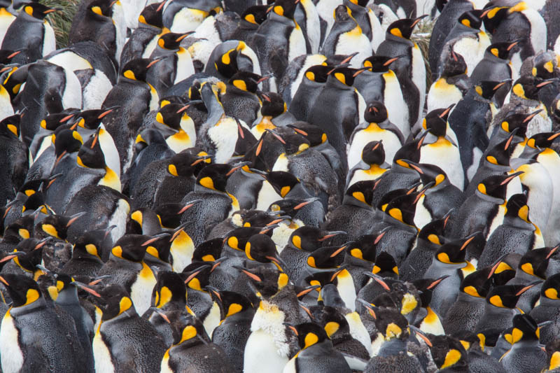 King Penguins