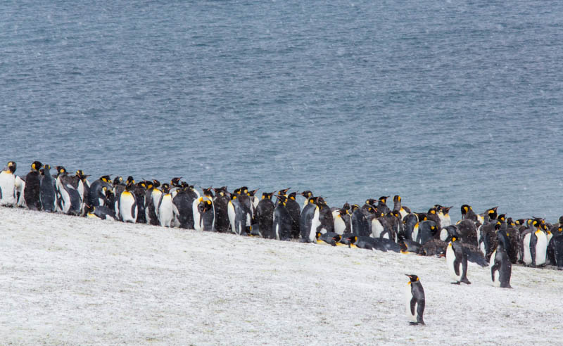 King Penguins