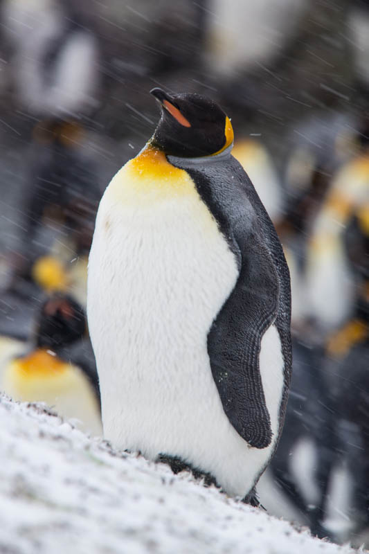 King Penguin In Blizzard