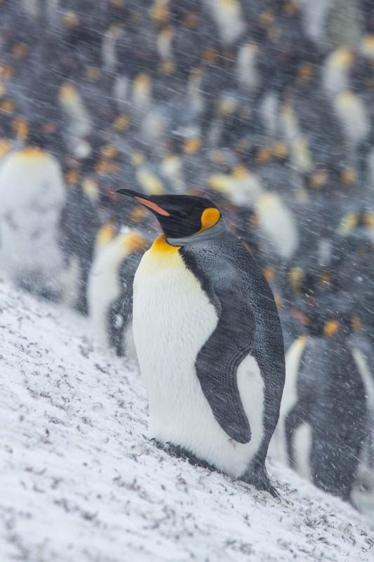 King Penguin In Blizzard