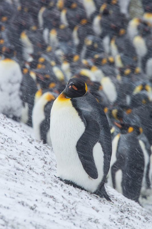 King Penguin In Blizzard