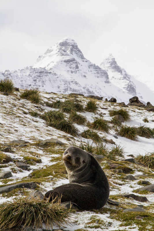 Antarctic Fur Seal