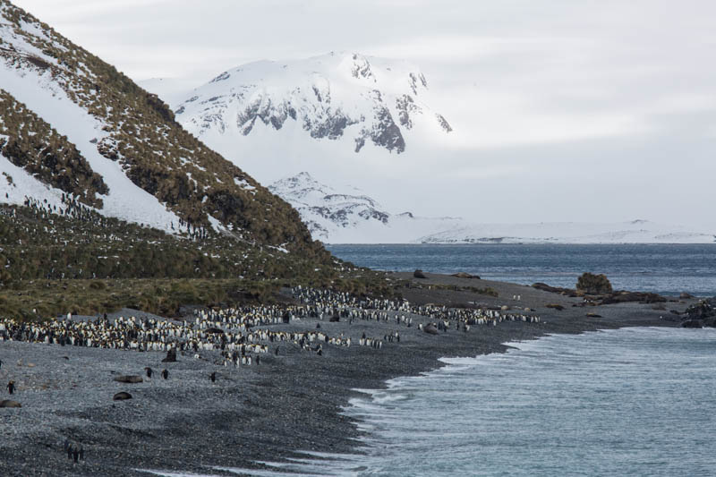 King Penguins On Beach