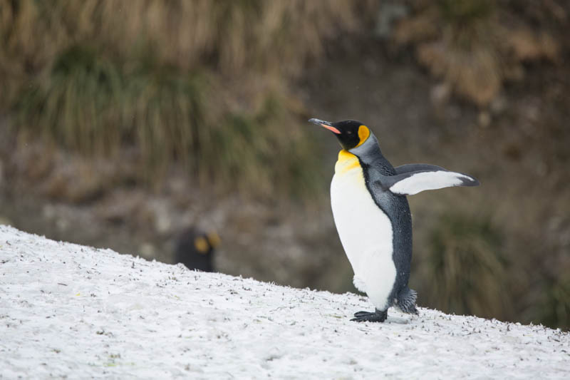 King Penguin