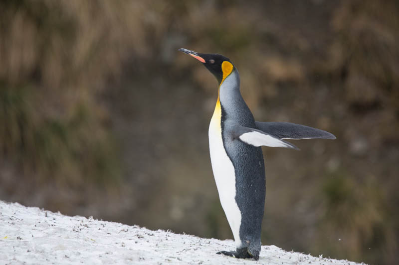 King Penguin