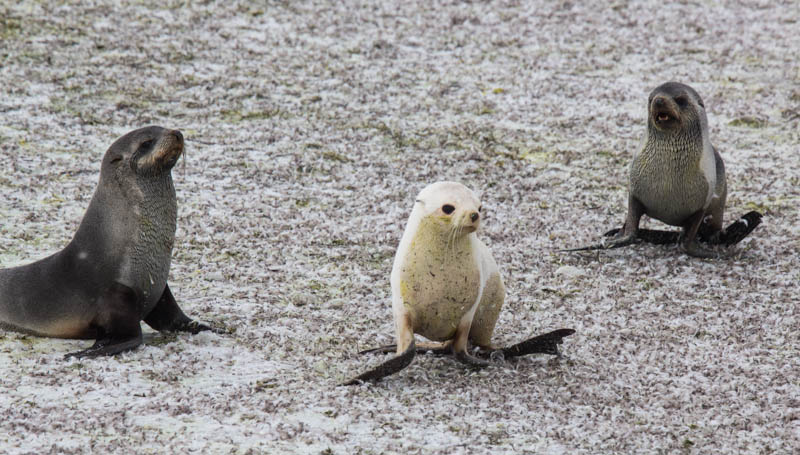 Antarctic Fur Seals