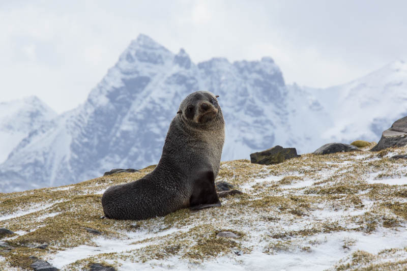 Antarctic Fur Seal