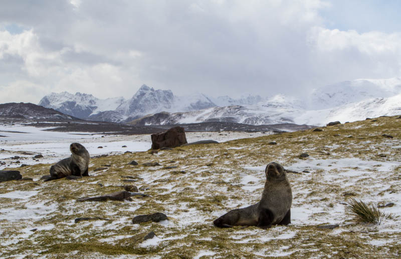 Antarctic Fur Seals