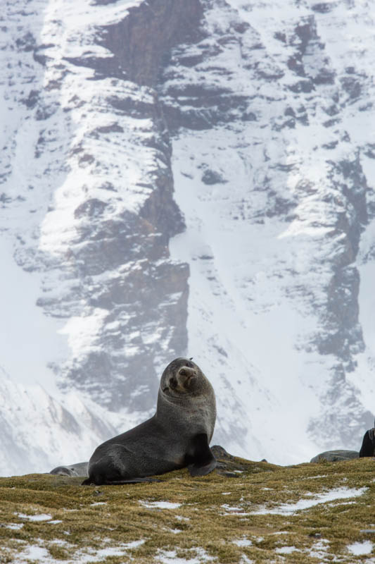 Antarctic Fur Seal