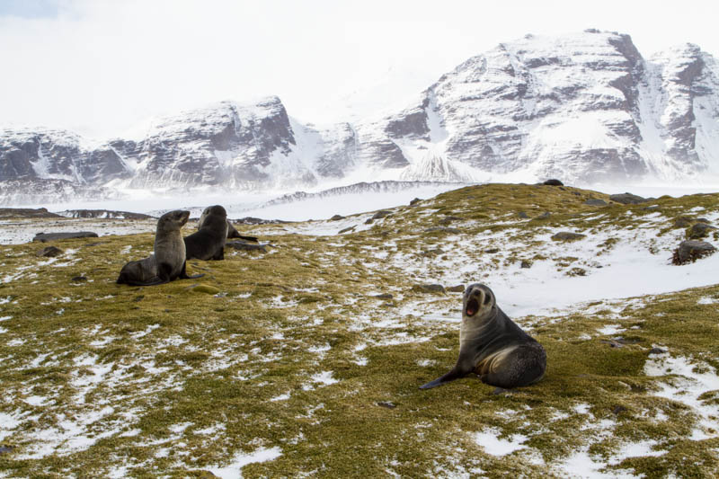 Antarctic Fur Seals